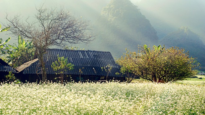 autumn in Moc Chau