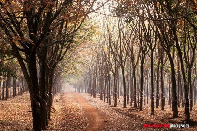 autumn in Binh Phuoc