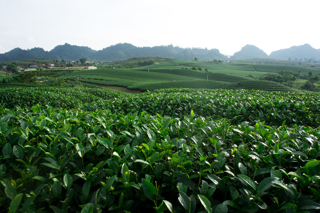 Green tea hills in Moc Chau