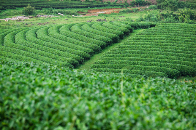 Green tea hills in Moc Chau