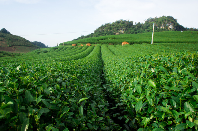 Green tea hills in Moc Chau