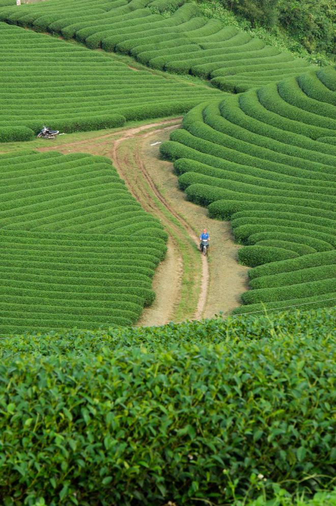 Green tea hills in Moc Chau