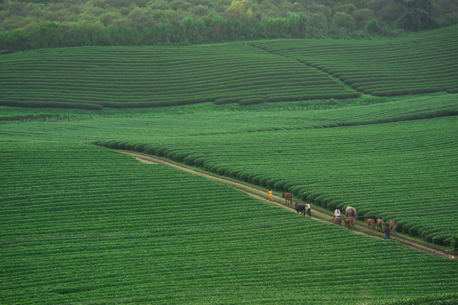 Green tea hills in Moc Chau