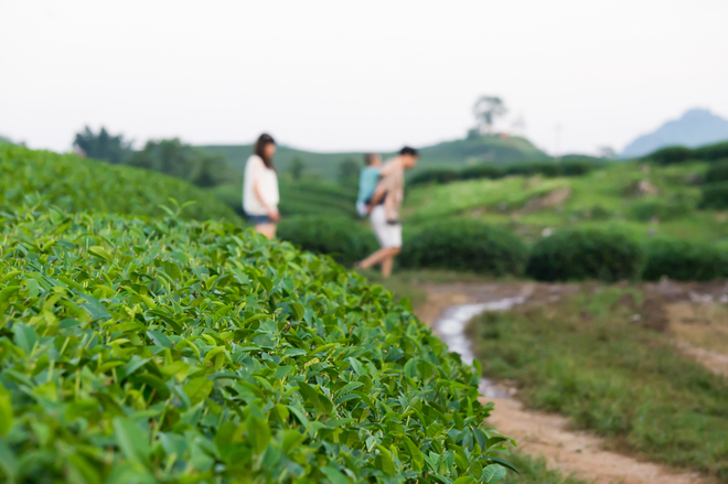 Green tea hills in Moc Chau