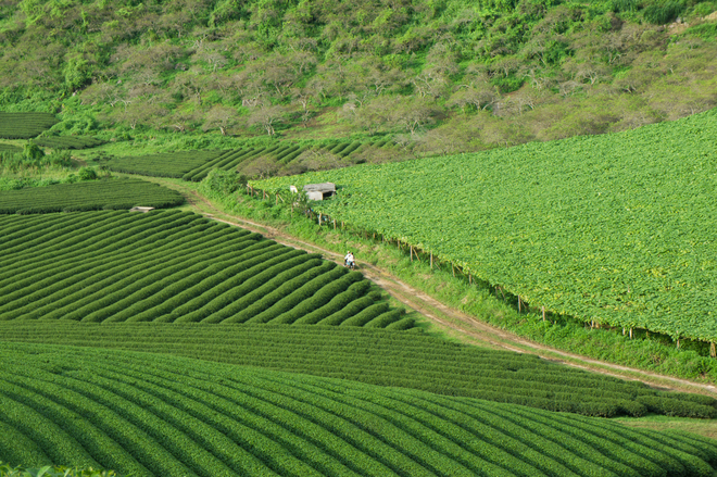 Green tea hills in Moc Chau